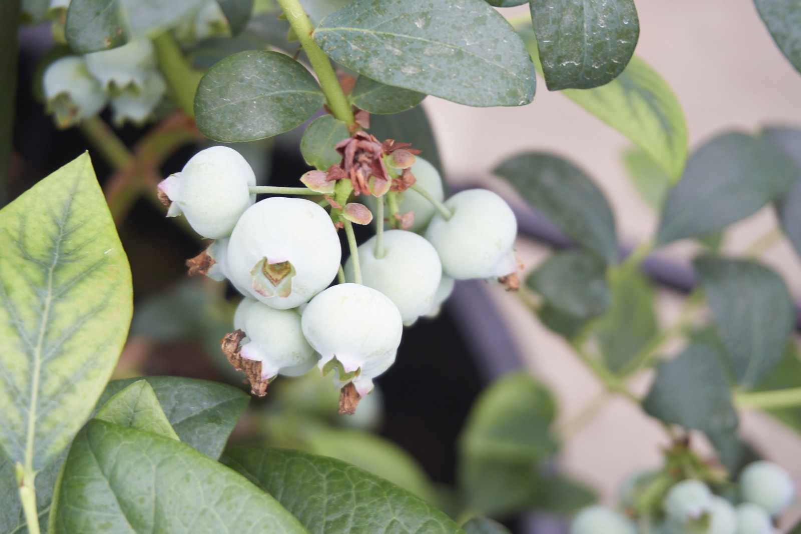 kinoshitadetopslide010